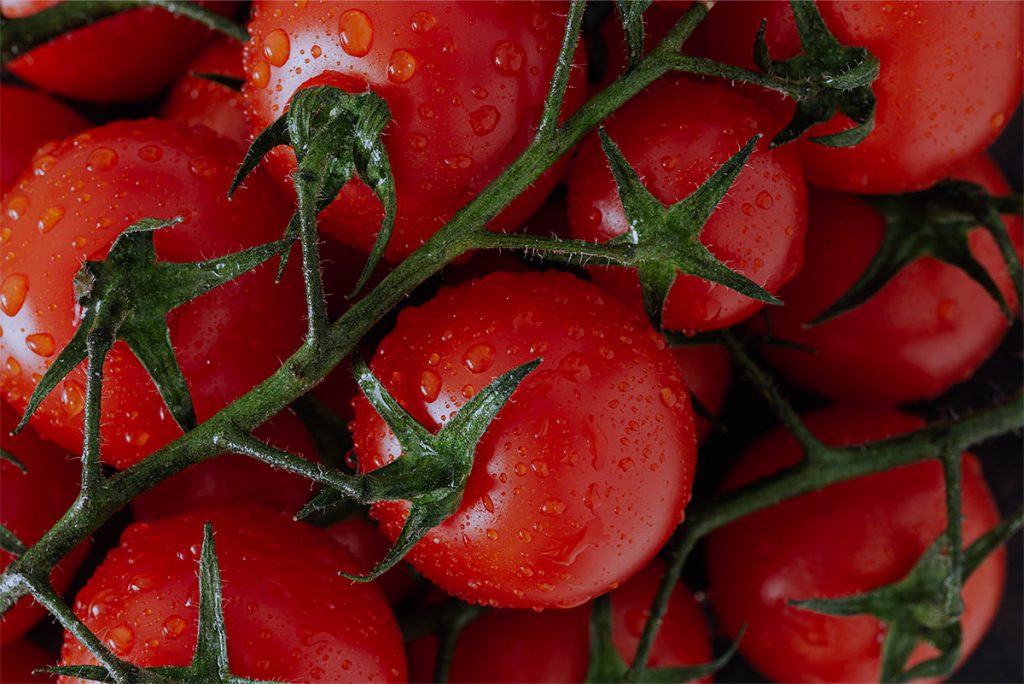 Combatir el mildiu en el tomate